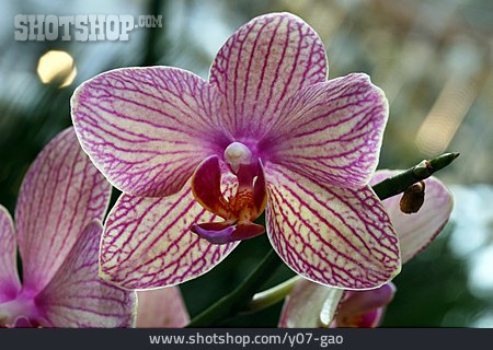 
                Orchideenblüte                   