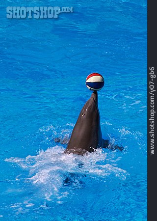 
                Ball, Kunststück, Delfin                   