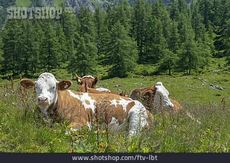 
                Kühe, Nationalpark Berchtesgaden                   