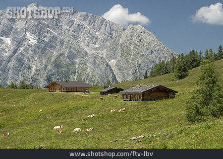 
                Nationalpark Berchtesgaden, Gotzenalm                   