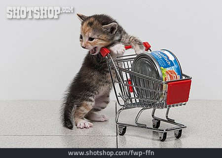 
                Einkaufen, Kätzchen                   