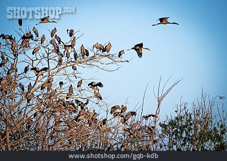 
                Storch, Vogelschwarm                   