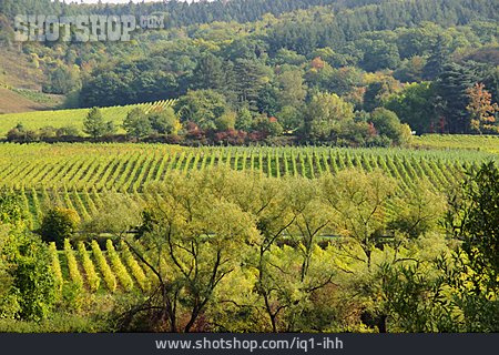 
                Rheinland-pfalz, Weinanbaugebiet                   