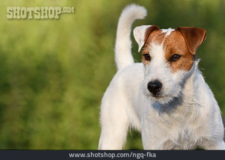 
                Parson Russel Terrier                   