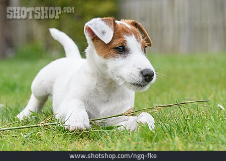 
                Tierjunges, Parson Russel Terrier                   