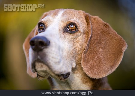 
                Aufschauen, Beagle                   
