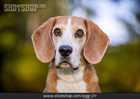 
                Beagle                   