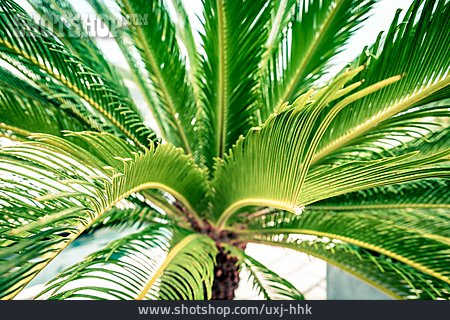 
                Palmblätter, Echte Dattelpalme                   