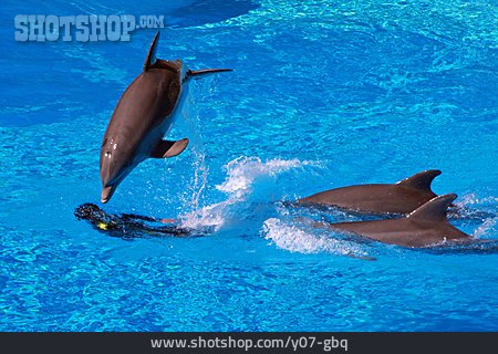
                Kunststück, Delfin, Delfinshow                   