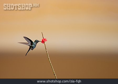 
                Kubasmaragdkolibri                   