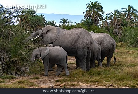 
                Pflanzenfresser, Elefantenfamilie                   