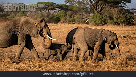 
                Elefantenfamilie                   