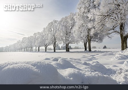 
                Landschaft, Winter, Eiche                   