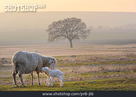 
                Tierfamilie, Schafe                   