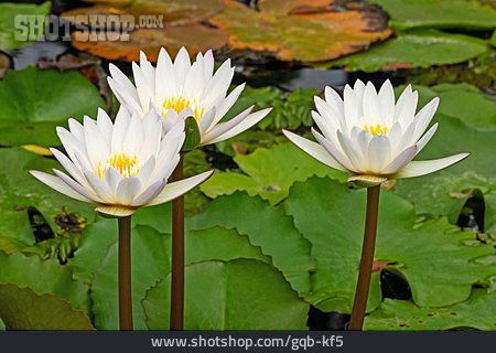 
                Lotusblüte, Lotosblume                   