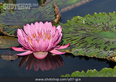 
                Water Lily Pad                   