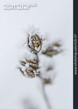 
                Winter, Pflanze, Kälte, Schnee                   