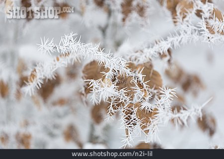 
                Winter, Rime, Ice Crystal                   