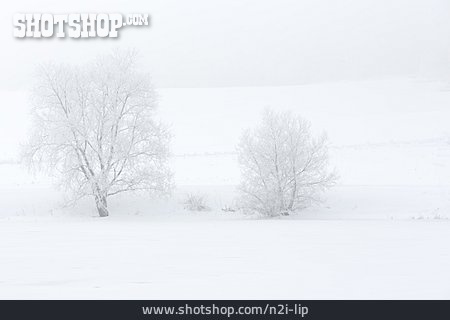 
                Winterlandschaft, Neblig                   