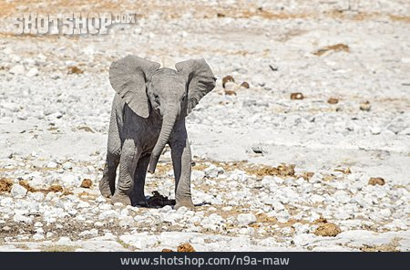 
                Elefantenbaby                   