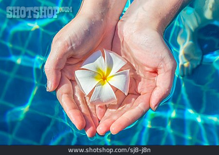 
                Blüte, Hand, Pool                   