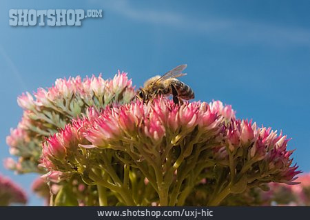 
                Blüte, Honigbiene                   