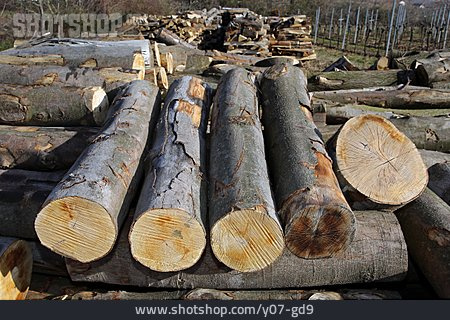 
                Holzwirtschaft, Baumstämme                   
