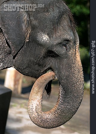 
                Pflanzenfresser, Asiatischer Elefant                   