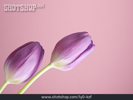 
                Violett, Tulpen                   