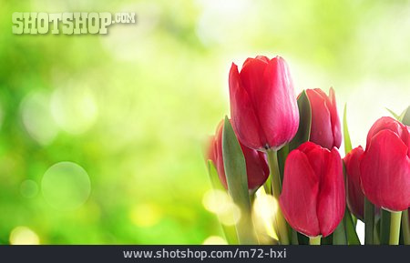 
                Tulpen, Frühlingszeit                   