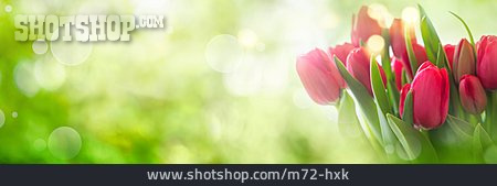 
                Tulpen, Frühlingszeit                   