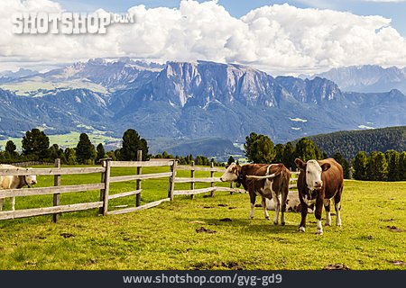 
                Kühe, Südtirol, Almweide                   