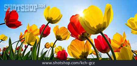 
                Flowers, Spring, Tulips                   