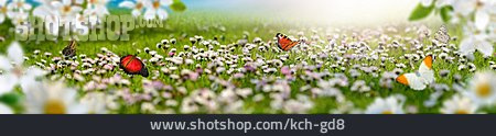 
                Schmetterlinge, Frühlingswiese, Frühlingszeit                   