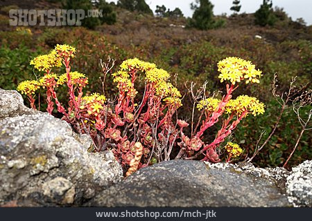 
                Aeonium Sedifolium                   