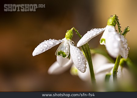 
                Frühlingsblume, Schneeglöckchen                   