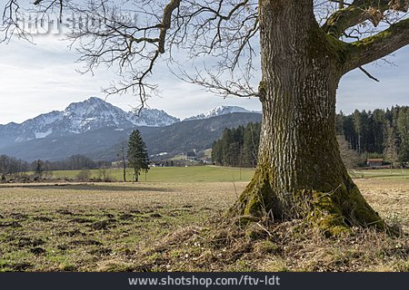 
                Eiche, Rupertiwinkel, Chiemgauer Alpen                   