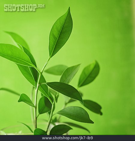 
                Grün, Teepflanze                   