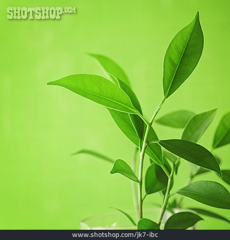 
                Teepflanze                   