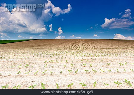 
                Landwirtschaft, Sonnenblumenfeld, Nutzpflanze                   