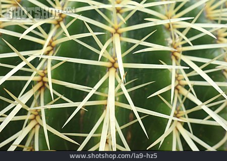 
                Kaktus, Stacheln                   