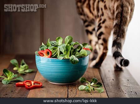 
                Katze, Salat, Desinteressiert                   