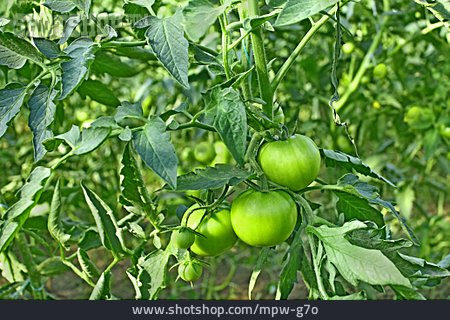 
                Unreif, Grüne Tomaten                   