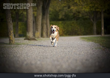 
                Rennen, Beagle                   
