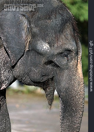 
                Asiatischer Elefant                   