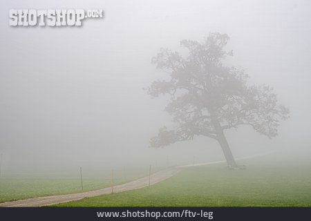 
                Baum, Nebel, Feldweg                   