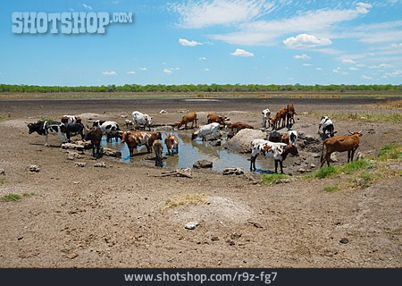 
                Wasserloch, Rinderherde                   
