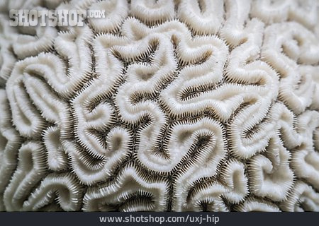 
                Koralle, Colpophyllia Natans                   