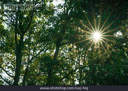 
                Sonnenlicht, Sonnenstrahlen, Blätterdach                   