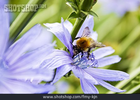 
                Hummel, Gemeine Wegwarte                   